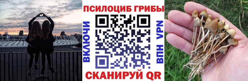 Галлюциногенные грибы Psilocybe  Купить закладки  Белый 